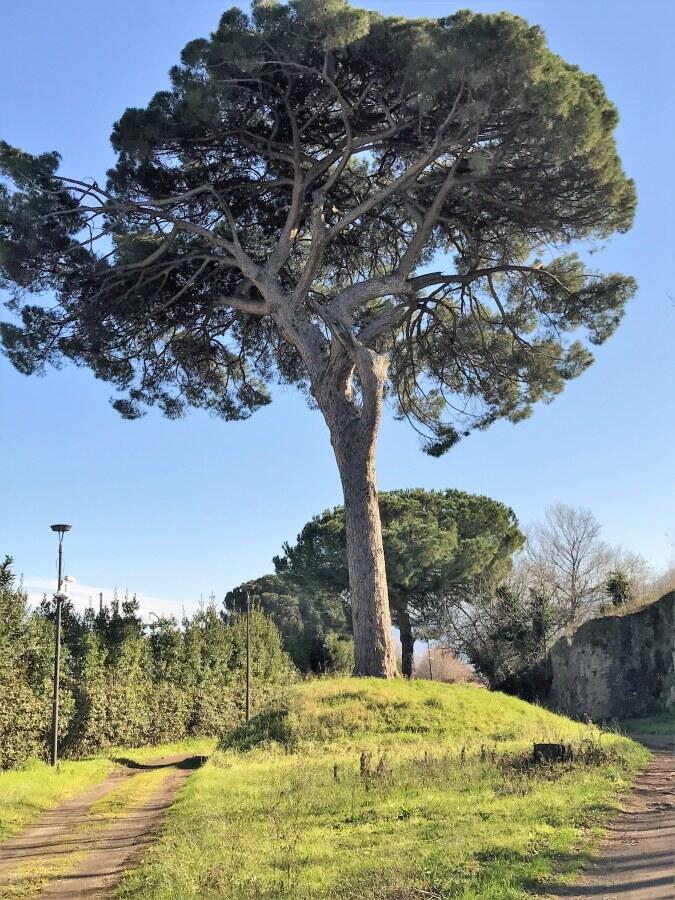 Visita guidata privata di Pompei, Ercolano e del Vesuvio-20