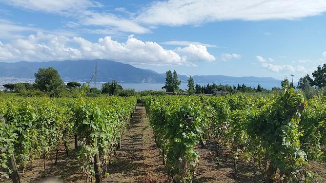 Tour del vino Taurasi ad Avellino-1